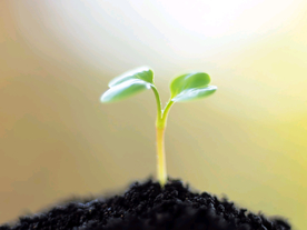 发芽嫩芽绿芽胚芽生长