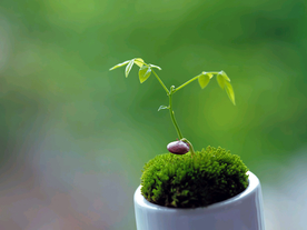 发芽嫩芽绿芽胚芽生长