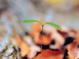 发芽嫩芽绿芽胚芽生长