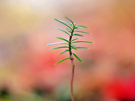 发芽嫩芽绿芽胚芽生长