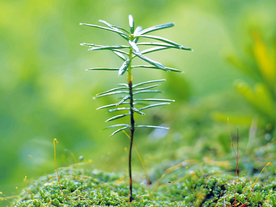 发芽嫩芽绿芽胚芽生长