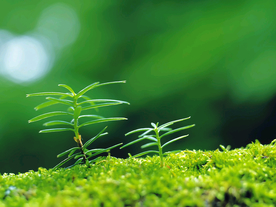 发芽嫩芽绿芽胚芽生长