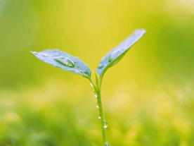 发芽嫩芽绿芽胚芽生长