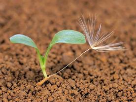 发芽嫩芽绿芽胚芽生长