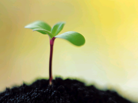 发芽嫩芽绿芽胚芽生长