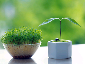 发芽嫩芽绿芽胚芽生长