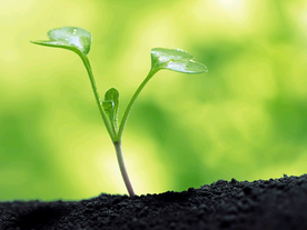 发芽嫩芽绿芽胚芽生长