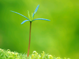 发芽嫩芽绿芽胚芽生长