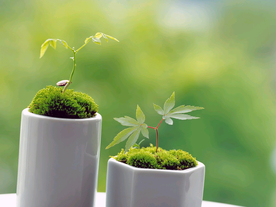 发芽嫩芽绿芽胚芽生长