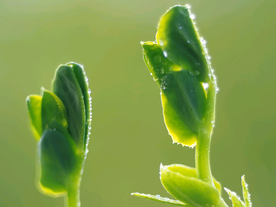 发芽嫩芽绿芽胚芽生长