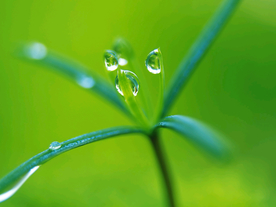 发芽嫩芽绿芽胚芽生长