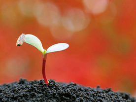 发芽嫩芽绿芽胚芽生长