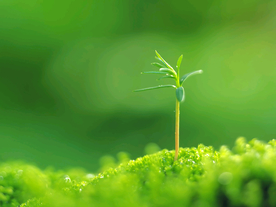 发芽嫩芽绿芽胚芽生长