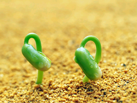 发芽嫩芽绿芽胚芽生长