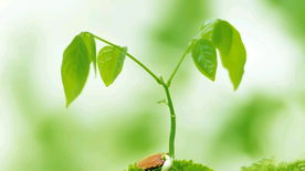 发芽嫩芽绿芽胚芽生长