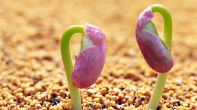 发芽嫩芽绿芽胚芽生长