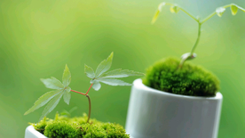 发芽嫩芽绿芽胚芽生长