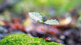 发芽嫩芽绿芽胚芽生长