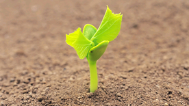 发芽嫩芽绿芽胚芽生长