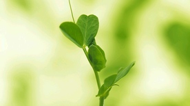 发芽嫩芽绿芽胚芽生长