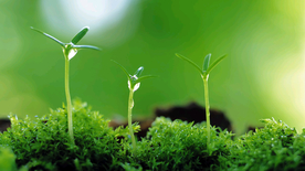 发芽嫩芽绿芽胚芽生长