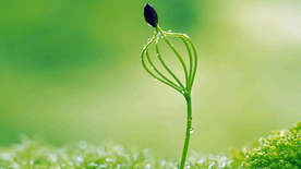 发芽嫩芽绿芽胚芽生长