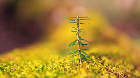 发芽嫩芽绿芽胚芽生长