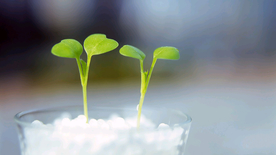 发芽嫩芽绿芽胚芽生长