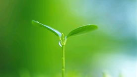 发芽嫩芽绿芽胚芽生长