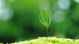 发芽嫩芽绿芽胚芽生长