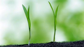 发芽嫩芽绿芽胚芽生长