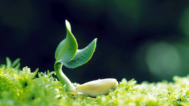 发芽嫩芽绿芽胚芽生长