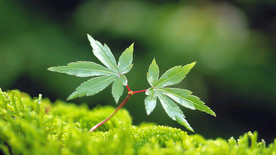 发芽嫩芽绿芽胚芽生长