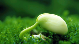 发芽嫩芽绿芽胚芽生长