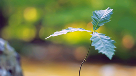 发芽嫩芽绿芽胚芽生长