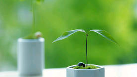 发芽嫩芽绿芽胚芽生长