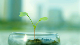 发芽嫩芽绿芽胚芽生长