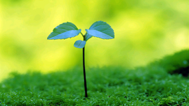 发芽嫩芽绿芽胚芽生长