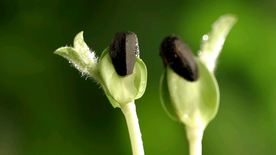 发芽嫩芽绿芽胚芽生长