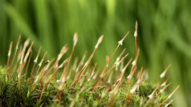 发芽嫩芽绿芽胚芽生长