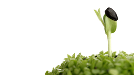 发芽嫩芽绿芽胚芽生长