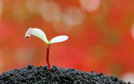 发芽嫩芽绿芽胚芽生长