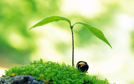 发芽嫩芽绿芽胚芽生长