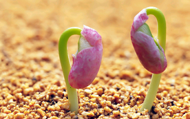 发芽嫩芽绿芽胚芽生长