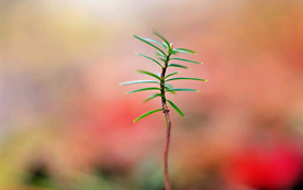 发芽嫩芽绿芽胚芽生长