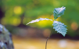 发芽嫩芽绿芽胚芽生长