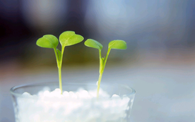 发芽嫩芽绿芽胚芽生长