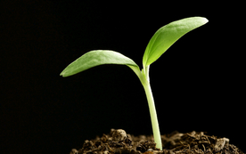 发芽嫩芽绿芽胚芽生长