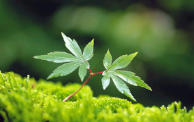 发芽嫩芽绿芽胚芽生长