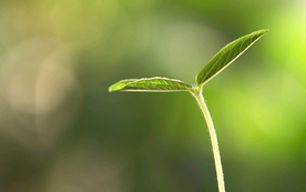 发芽嫩芽绿芽胚芽生长